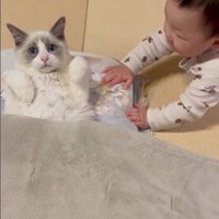 寝そべっている猫と赤ちゃん