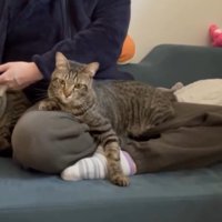2匹の猫