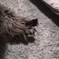 猫の足アップ