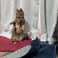 カーテンの前で後ろ足で立ち上がる猫