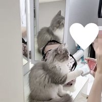 コスメに手を伸ばす猫の写真3