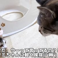 挨拶するリノ姫