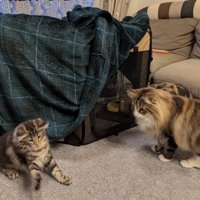 子猫を見守る先住猫