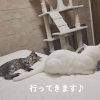 仲良しな猫