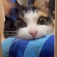 ドアの前にいる猫