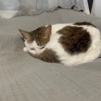 ベッドで寝ている猫