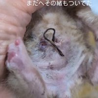 仰向けの子猫のお腹
