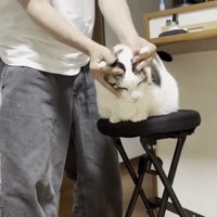 こねられる猫の写真4