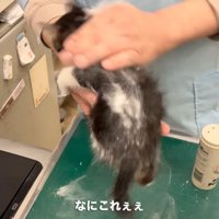 子猫の体に粉をまぶす