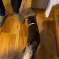 廊下を歩く猫