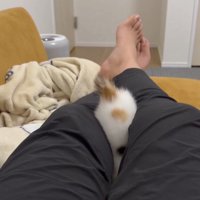 さかさまの猫