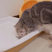 寝転がっている子猫をグルーミングする猫