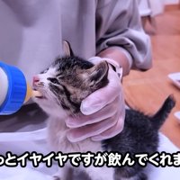 哺乳瓶からミルクを飲む子猫