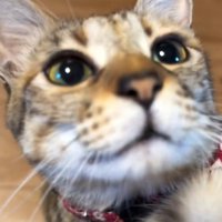 猫の顔
