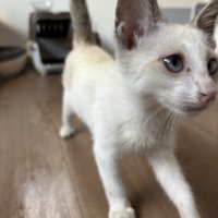 痩せている子猫