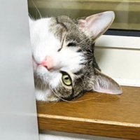 窓枠に横になって、飼い主にウインクする猫