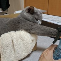 ボトルを触る猫の写真1