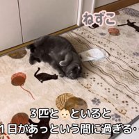 テロップ（下）「三匹と～」