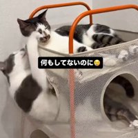 下段から体を乗り出し、上段の猫へ前足を伸ばす猫