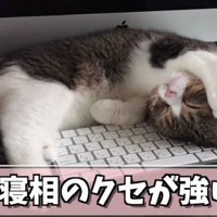 キーボードの上で眠る猫