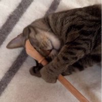 横になって孫の手を持っている猫