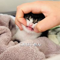 投稿主さんに手で口を開かれる赤ちゃん猫
