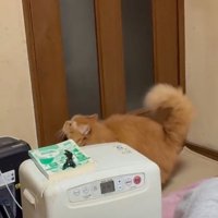 ドアノブを見る猫