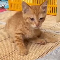 床に座る猫
