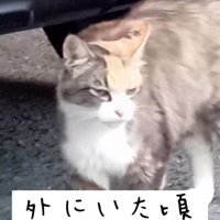 外にいる猫