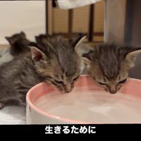 水を飲もうとする2匹の子猫