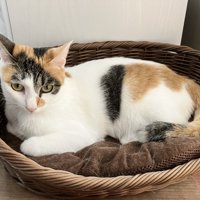 猫ベッドでくつろぐ三毛猫