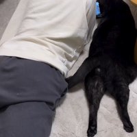 カーペットに寝転がる猫と男の子の後ろ姿