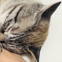 ママの手を掴んで寝たふりをするシャムミックス