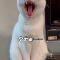 大あくびする猫