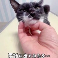 白黒猫