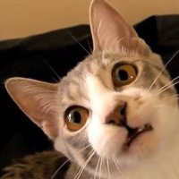 口をあけるモアレちゃん