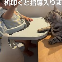 赤ちゃんと猫の写真10