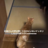 走る猫
