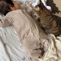 寝ている赤ちゃんのそばにきて赤ちゃんの顔を見る猫