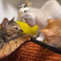 あいさつをしている猫と子猫