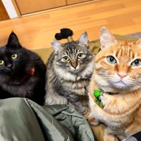 3匹の猫