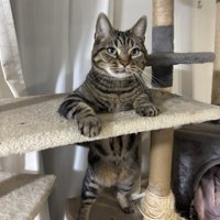 立つ猫