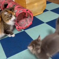 成猫と子猫が対峙