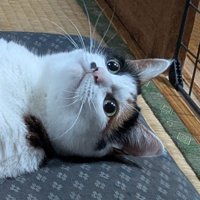 振り向いた猫の顔