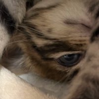 目が開いている