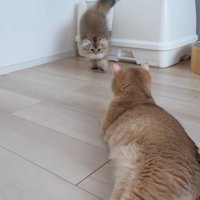 キャットトイレから出てミミさんのところに来る子猫