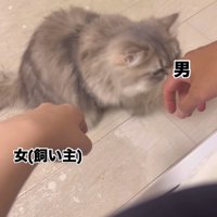 顔を近づける猫