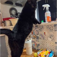 テーブル上の猫