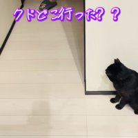 廊下の影でお父さんを待ち伏せする黒猫
