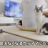 ささみくんべったり
